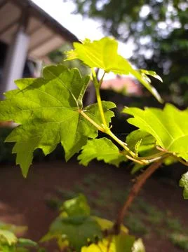 Grapevine leaves Stock Photos