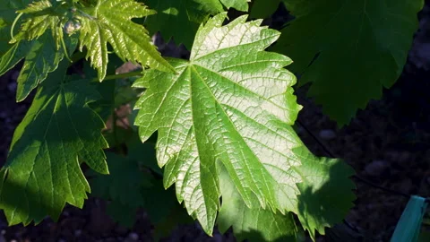 Grapevine Leaves Shining in Evening Sun Stock Footage 344954260