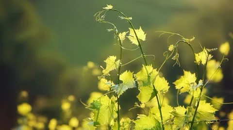 Grapevine leaves in spring Stock Footage 21936877