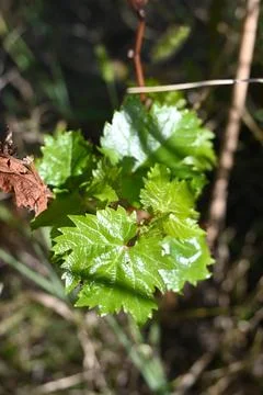 Grapevine leaves in sunlight Stock Photos