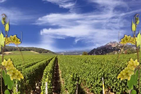 Grapevine Stock Photos