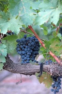 Grapevine Stock Photos