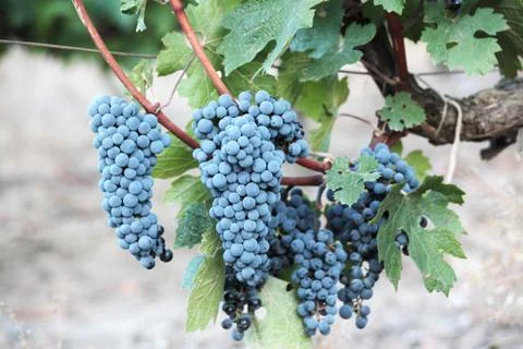 Grapevine Stock Photos