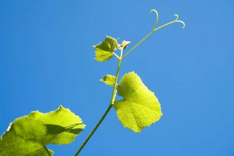Grapevine Stock Photos
