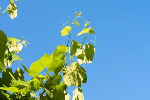 Grapevine Stock Photos