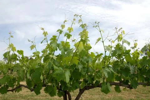 Grapevine Stock Photos