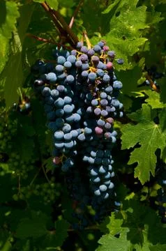 Grapevine Stock Photos