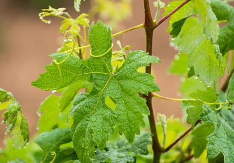 Grapevine Stock Photos