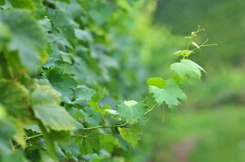 Grapevine Foto stock