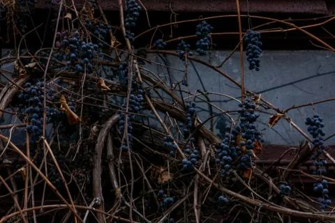 Grapevine Stock Photos