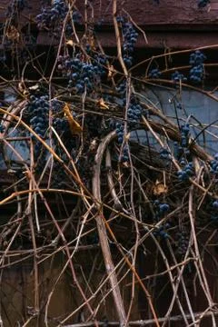 Grapevine Stock Photos