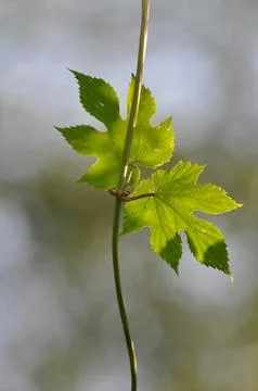Grapevine Stock Photos