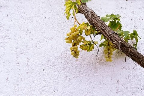 Grapevine Stock Photos