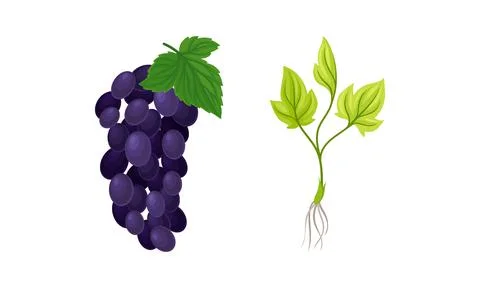 Grapevine plant growing set. Grape bunch and young vine seedling with root Ilustración de archivo