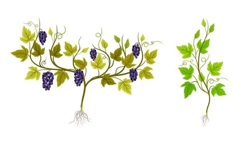 Grapevine plant growing set. Young vine seedling with green leaves and grape Ilustração Stock