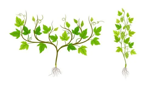 Grapevine plants set, viticulture and agriculture concept vector illustration Ilustração Stock