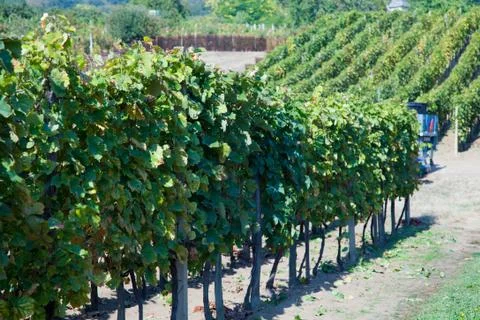 Grapevine plants in a vineyard Stock Photos