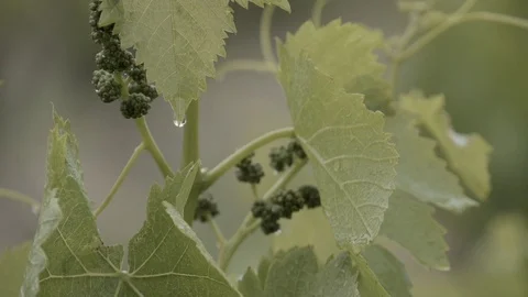 Grapevine Rain Drops on Leaves 動画素材 89724536