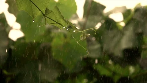 Grapevine in rainy summer day Video stock 95077307