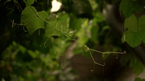 Grapevine in rainy summer day 스톡 동영상 95077395