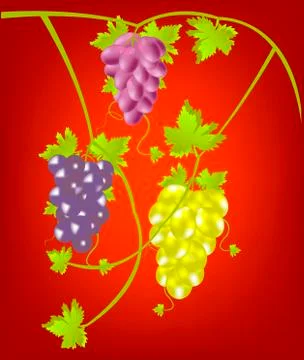 Grapevine on red background Stock Illustration