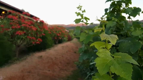 Grapevine row, close up of leaves, Red Mountain Estate Vineyard, mountains Vídeos de archivo 79627795
