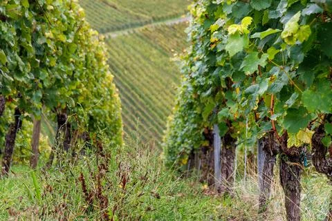 Grapevine rows and a central grassy path create strong depth and leading li.. Stock Photos