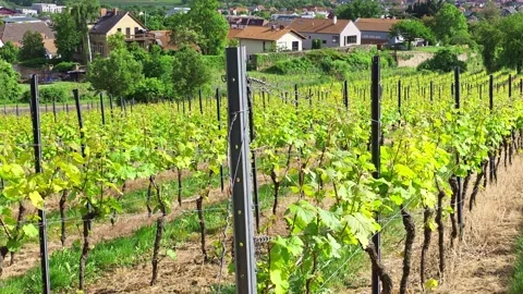 Grapevine rows extend toward European farmhouses with red tiled roof. Vidéo 339640233