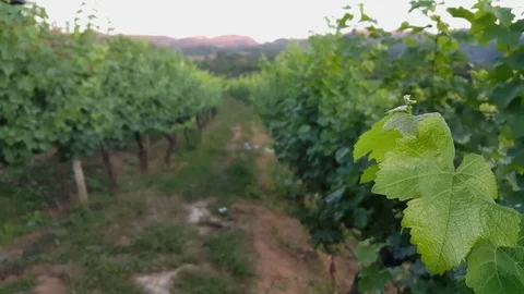 Grapevine rows, leaves close up, distant mountains, Red Mountain Estate Vineyard Vídeos de archivo 79628626