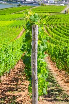 Grapevine rows in vineyards green fields landscape with grape trellis on hills Stock Photos