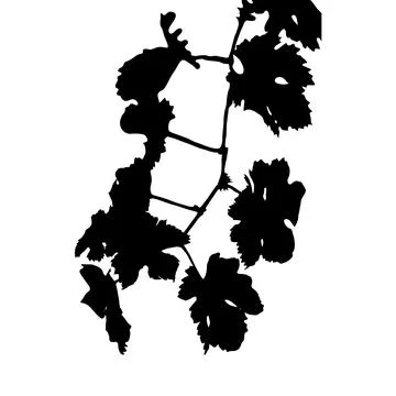 Grapevine silhouette vector illustration Ilustração Stock