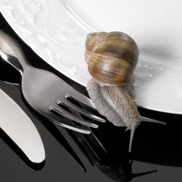 Grapevine snail creeping on dinnerware Stock Photos
