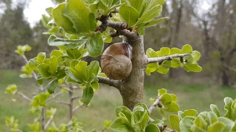 Grapevine snail Stock Footage 106590241