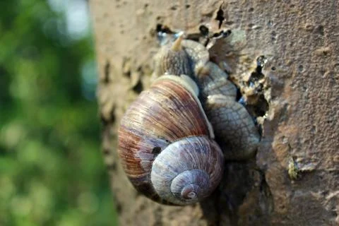 Grapevine Snail Stock Photos
