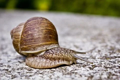 Grapevine snail Stock Photos