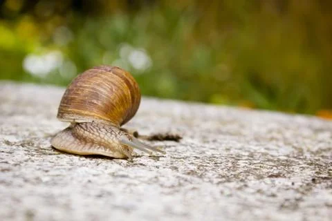 Grapevine snail Stock Photos
