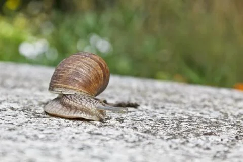 Grapevine snail Stock Photos