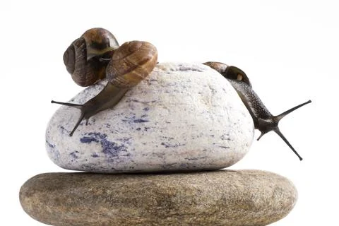 Grapevine snail on stack of spa stones against white background Stock Photos