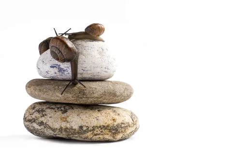 Grapevine snail on stack of spa stones against white background Stock Photos