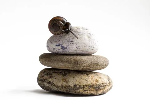 Grapevine snail on stack of spa stones against white background Stock Photos