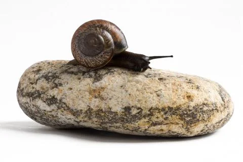 Grapevine snail on stack of spa stones against white background Stock Photos