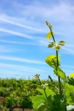 Grapevine in spring and blue sky. Foto stock