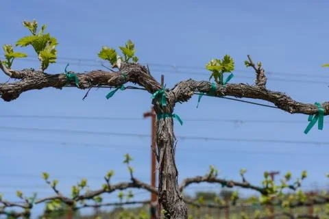 Grapevine in the spring with blue sky 스톡 사진