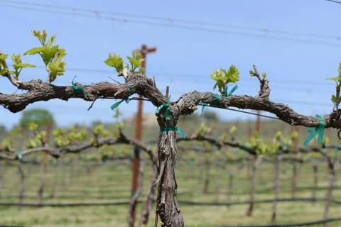 Grapevine in spring with blue sky Stock Photos