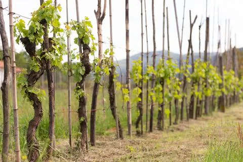 Grapevine in the spring in the mountains Stock Photos