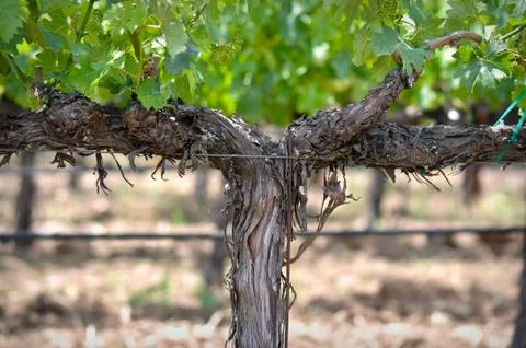 Grapevine in spring Fotos de archivo