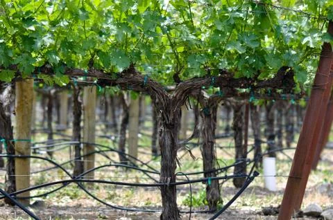 Grapevine in spring Stock Photos
