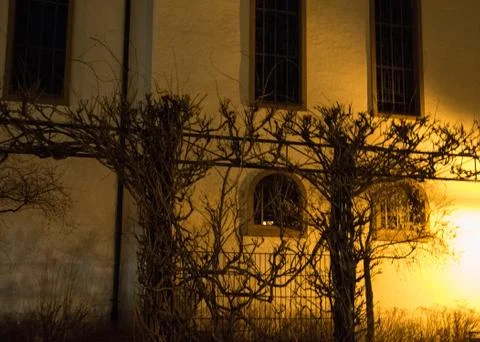 Grapevine on a stand Stock Photos