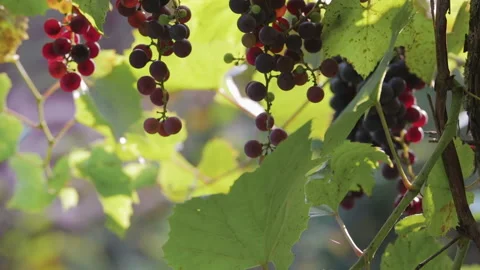 Grapevine in the sun, grape harvest Stock Footage 94626897