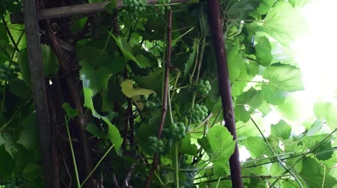 Grapevine swaying in the wind Stock Footage 65459668